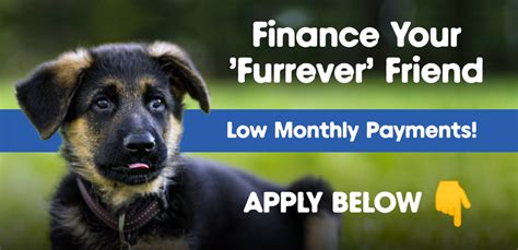 finance puppies